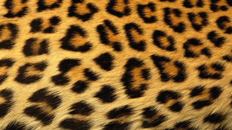 leopard skinny