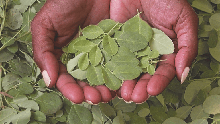 Cutting Through the Hype: Moringa May Be the Next Miracle Maker