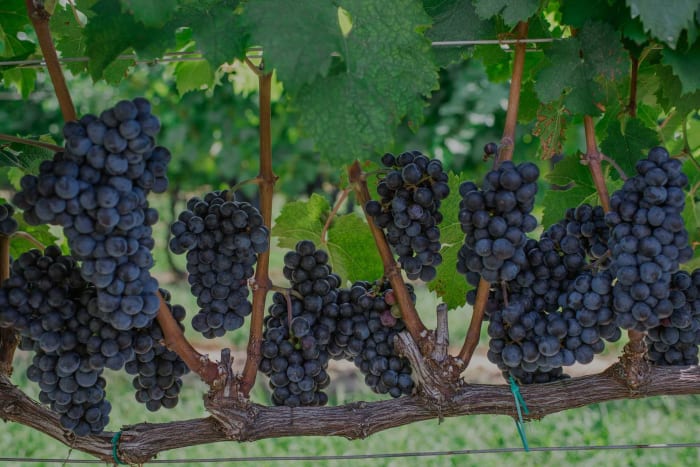 Source: Penns Woods Winery