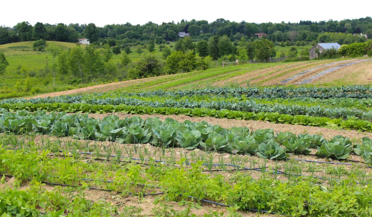 Woman at Work: Farming As a Feminine Profession - Verily